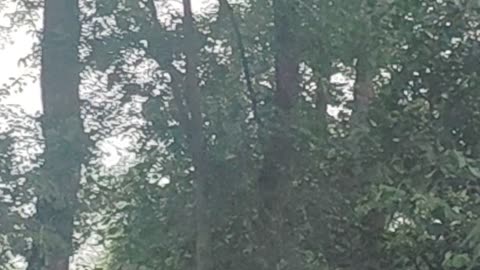 Nature in india