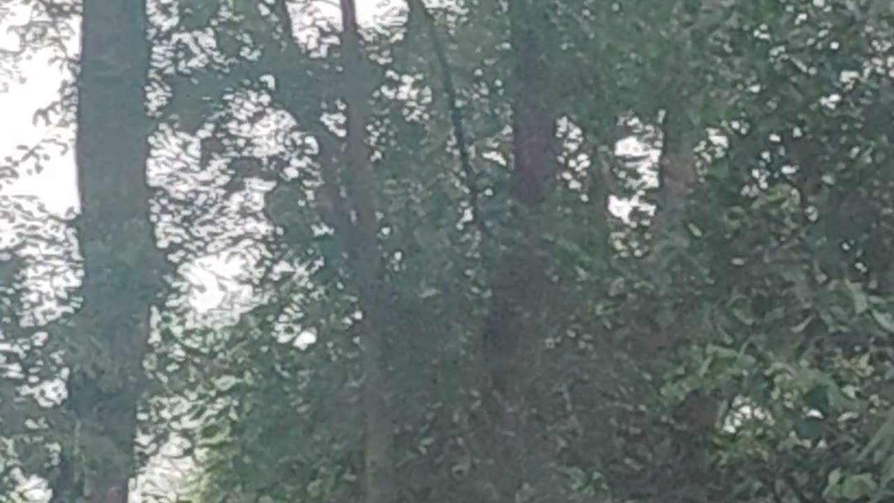 Nature in india