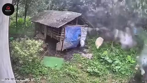 75 Incredible Nature Moments Caught On Video