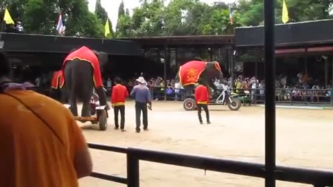 Elephants Show