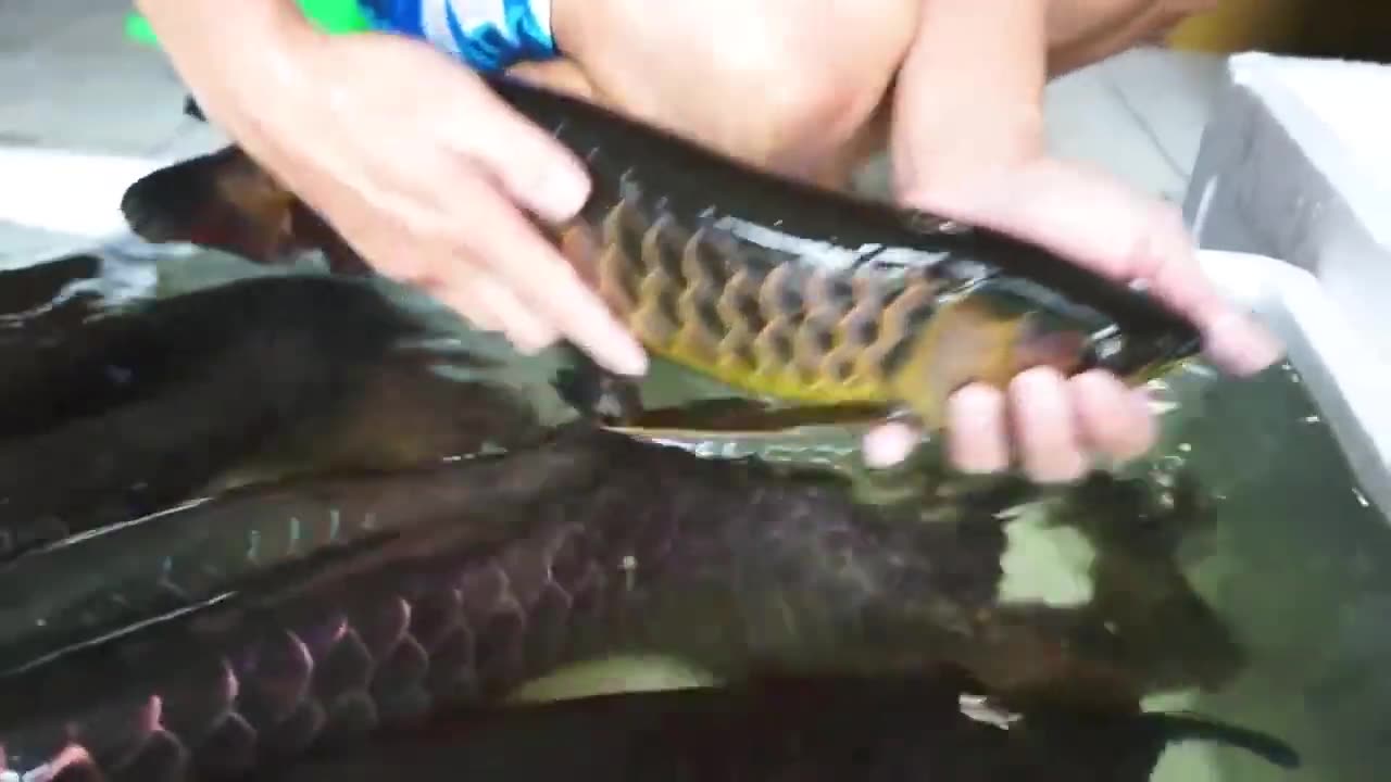 【龍爵士】無燈點將錄 極上藍底