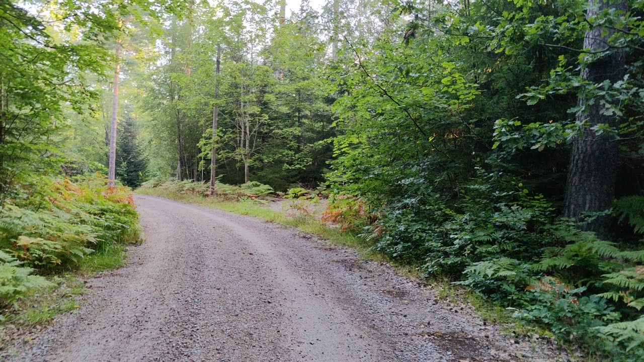 Forest walk