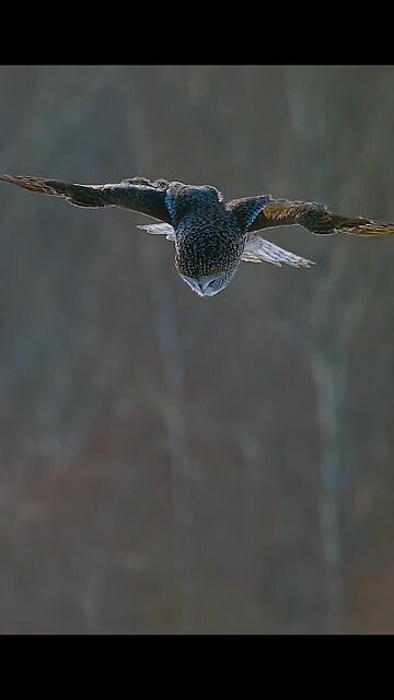 Love All Life Always #447 - The Great Gray Owl - The Woodland's Ultimate Accoustic Hunter.