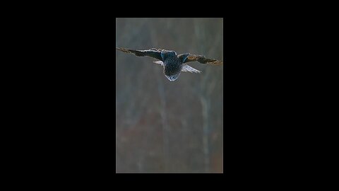 Love All Life Always #447 - The Great Gray Owl - The Woodland's Ultimate Accoustic Hunter.