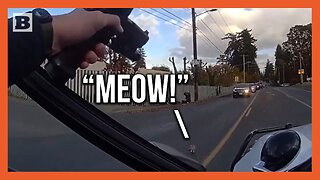 "Meow!" Cute Kitten Runs to Police During Intense Showdown