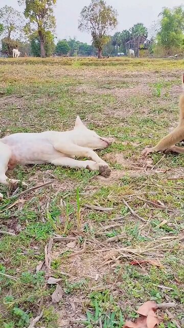 Best SokYaa, OG, Pao & Mom Are Videomous Around The World #shorts #anime #trend #edit