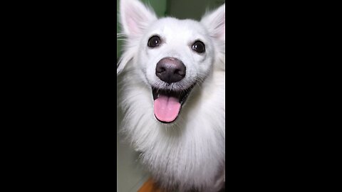 Watch my silly little snowball 🐶