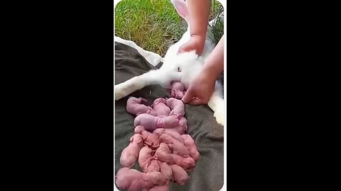 Rabbit growth