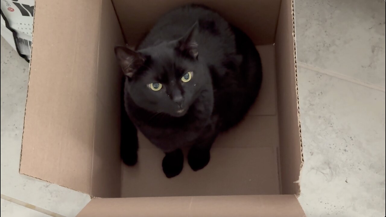 Cute Precious Piper Leaves a New Box for Treats - My Adopted Shelter Cat Vlog