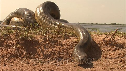 Amazon: The Crawling Anaconda - A Journey Through the Heart of the Rainforest