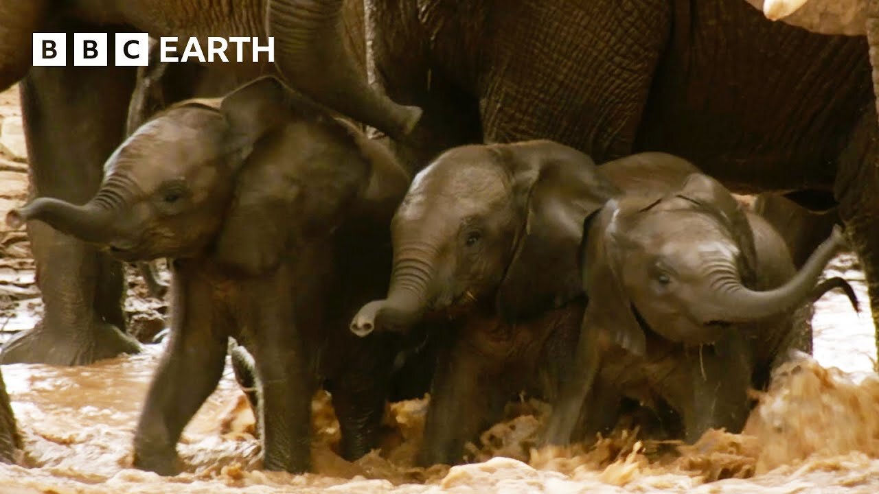 Inexperienced Elephant Babies Attempt Dangerous River Crossing