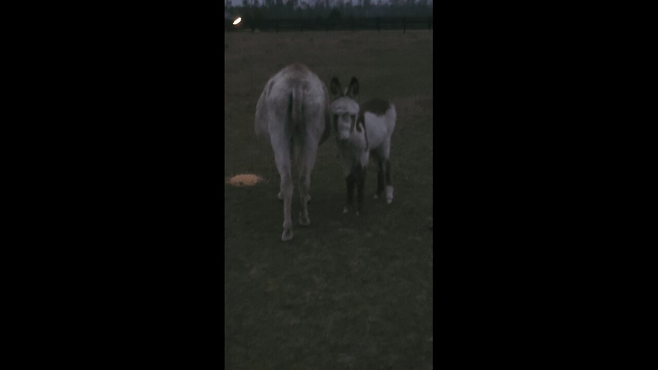 Feeding the donkeys and checking on Ghost 2 month old.