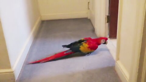 EXCITED BIRD WALKS UP STAIRS TO BATHROOM TO TAKE SHOWER