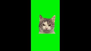 Evil Cat | Green Screen #cat #catmemes #catlover #funnycats #fyp