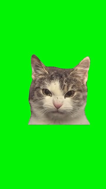 Evil Cat | Green Screen #cat #catmemes #catlover #funnycats #fyp