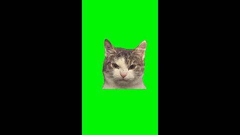 Evil Cat | Green Screen #cat #catmemes #catlover #funnycats #fyp