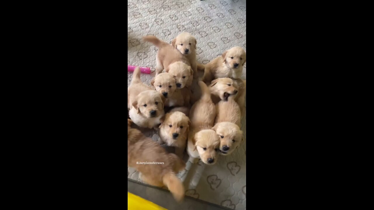 Cute Puppy video