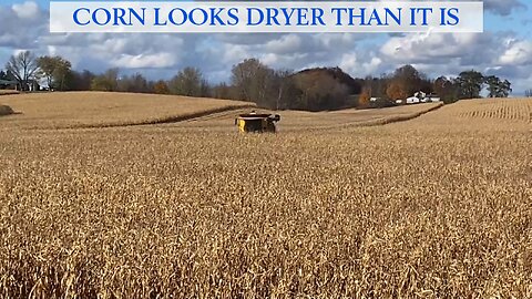 Corn Looks Dryer Than It Is