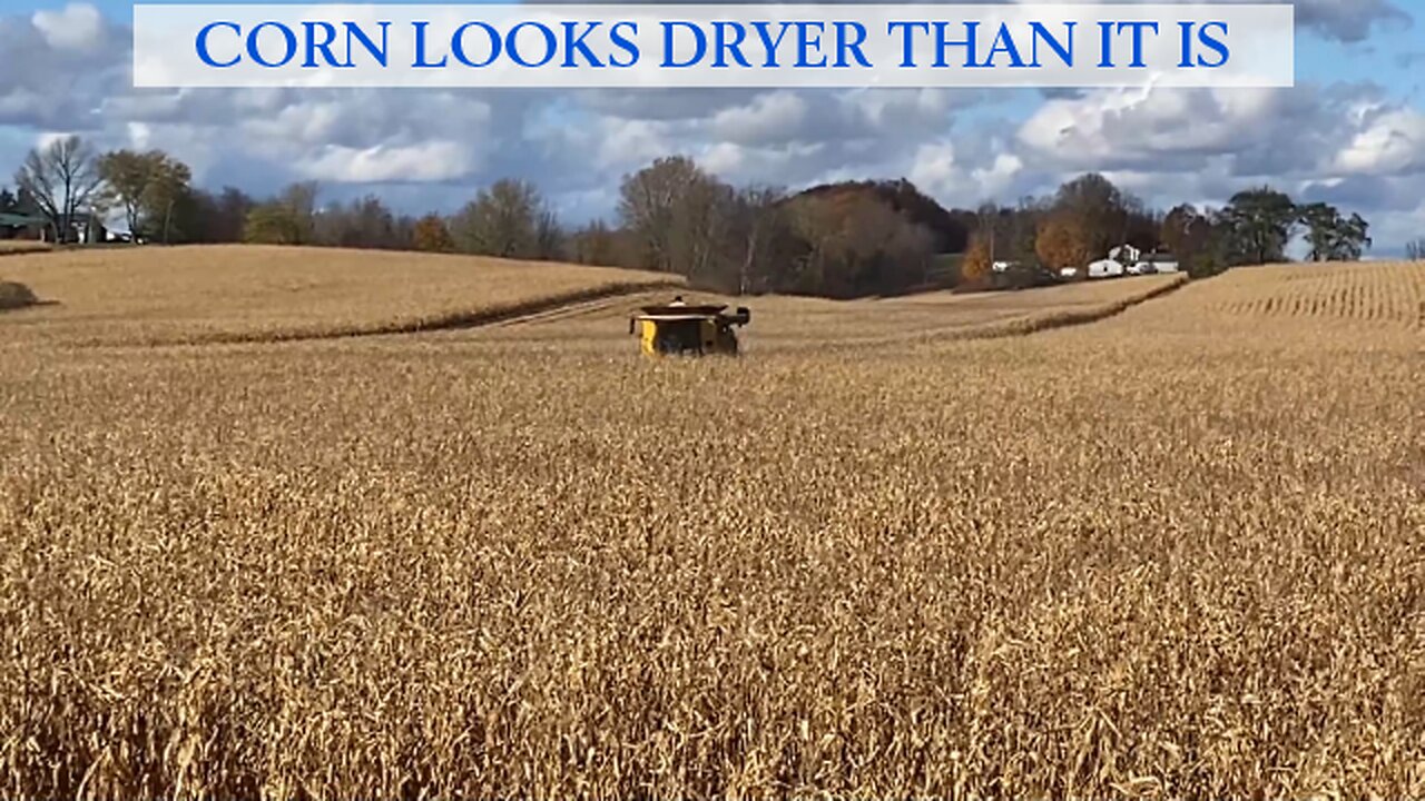 Corn Looks Dryer Than It Is