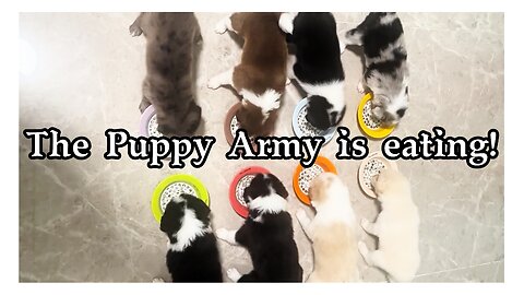 The Puppy Army is eating!