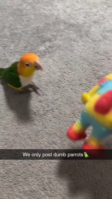 dump parrot