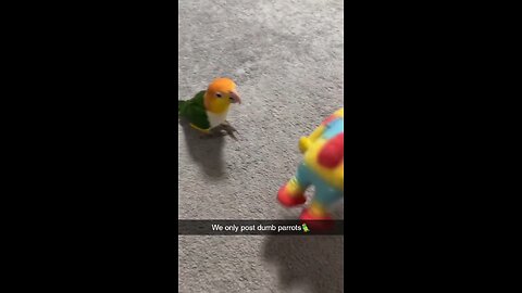dump parrot