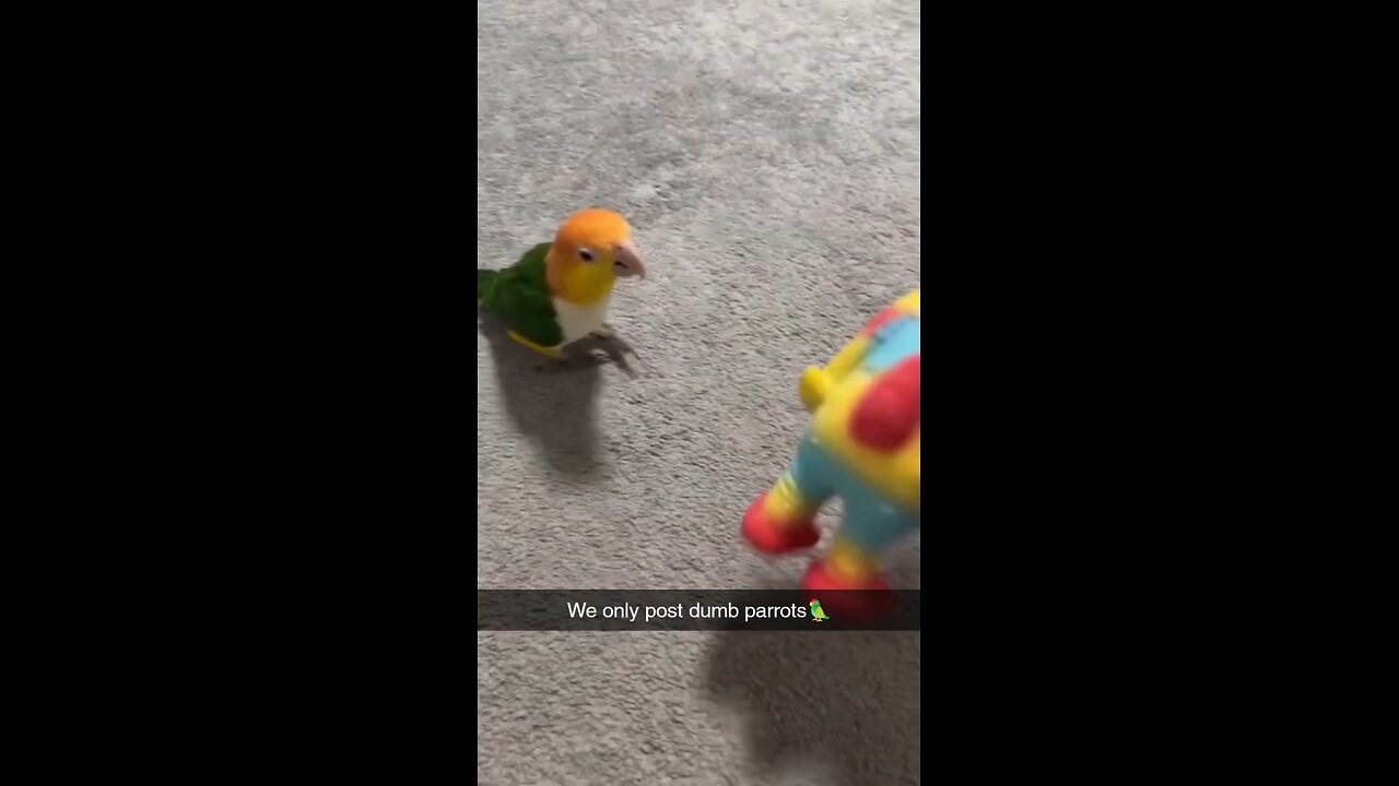 dump parrot