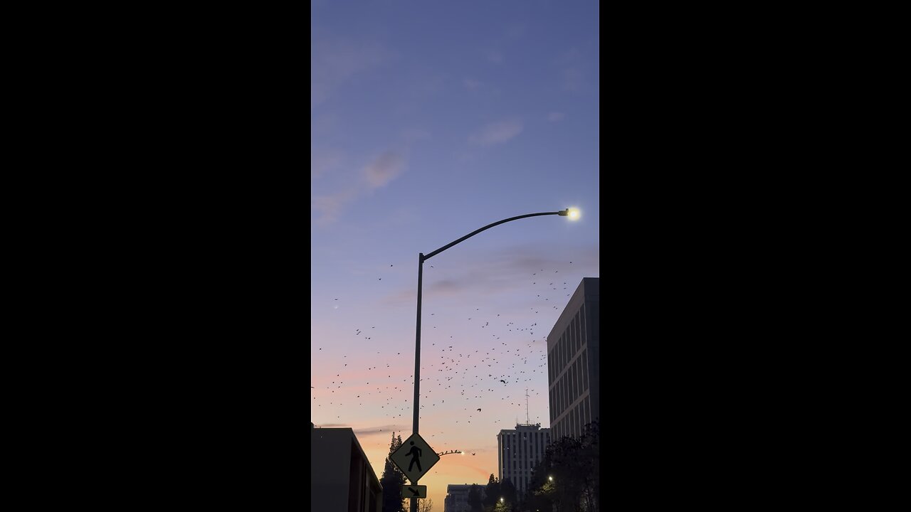 Fresno Jail Birds Flock