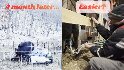 A Month Later: Is Milking Our Cow EASIER Yet? (Wins & New Struggles)
