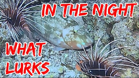 What lurks in the night | Egypt | Red Sea