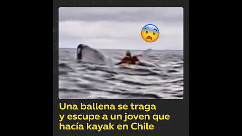 Una ballena se traga por unos segundos a un joven frente a su padre