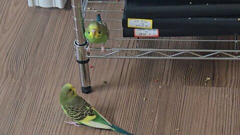 Nine Week Old Budgies, Nugget and Nutsy Are Out On An Adventure