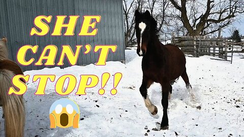 OMG! Stop! Lady Doesn't Have BREAKS!