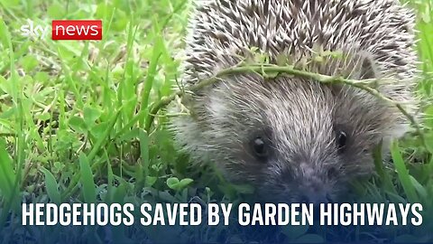 Highways saving hedgehogs whose numbers have fallen by 75% since 2000