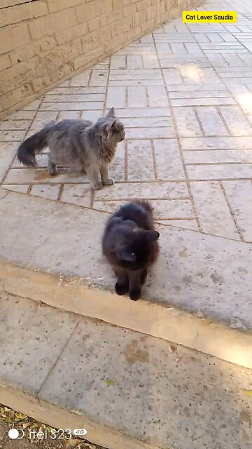 Cat Lover Saudia arbia visit funny video