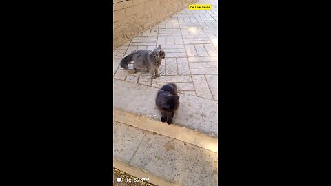 Cat Lover Saudia arbia visit funny video