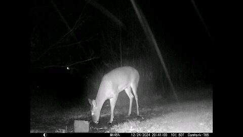 Deer Cam 12-24-2024 Deer in Rain