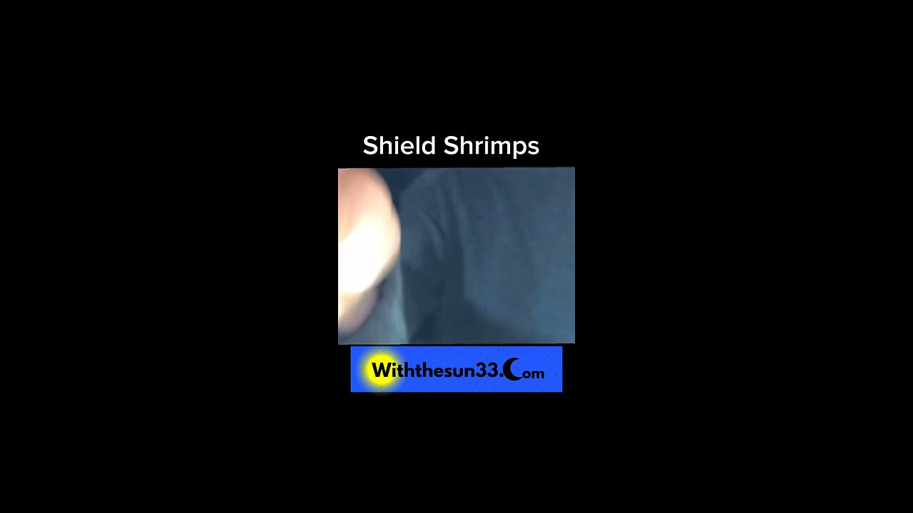 Shield shrimps