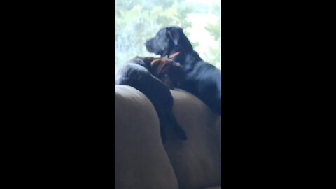 Catdog