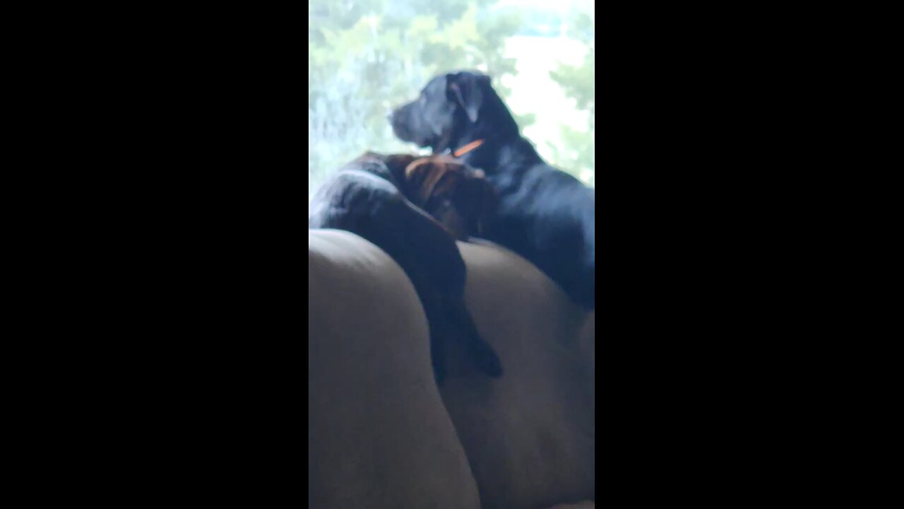 Catdog