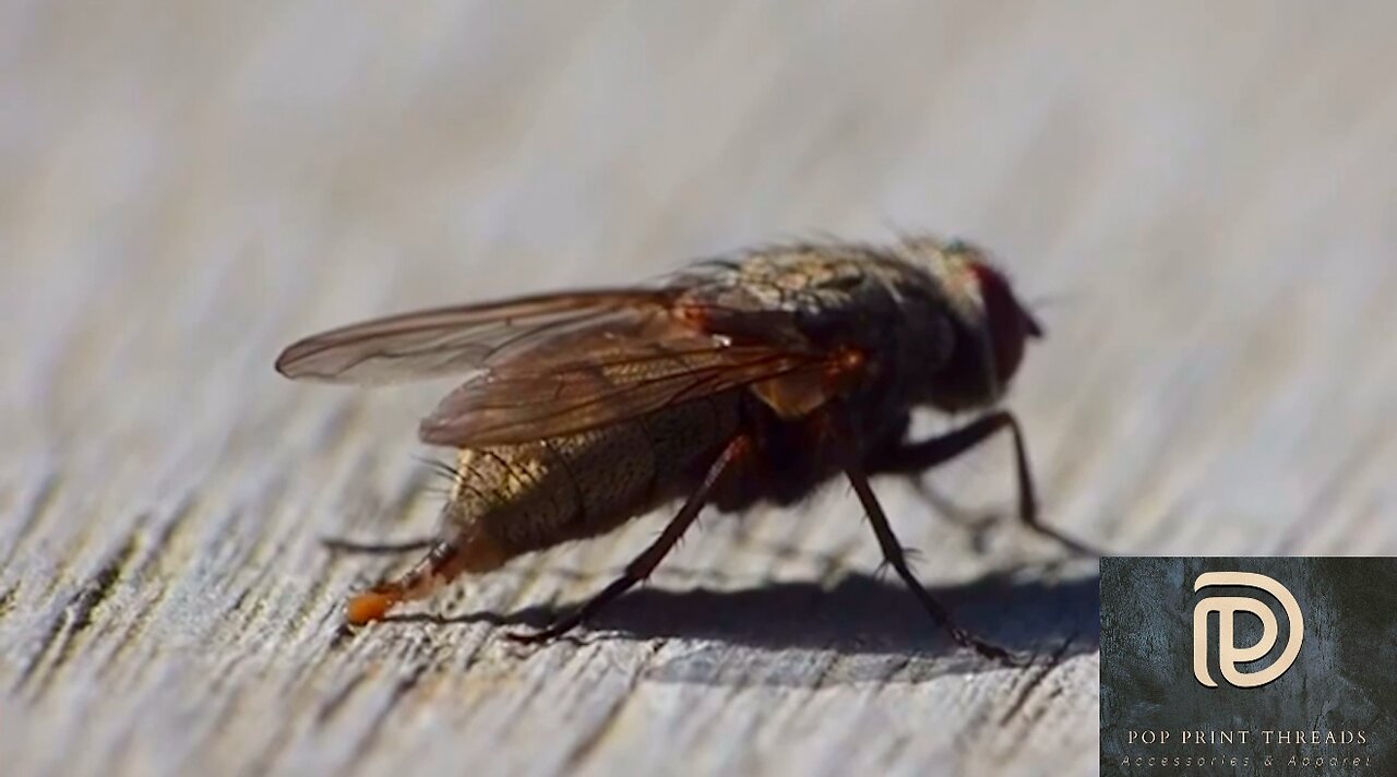 Capture The Moment Of Pooping Small Insects - Funny Animal Video