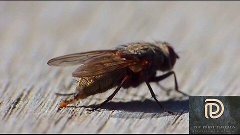 Capture The Moment Of Pooping Small Insects - Funny Animal Video