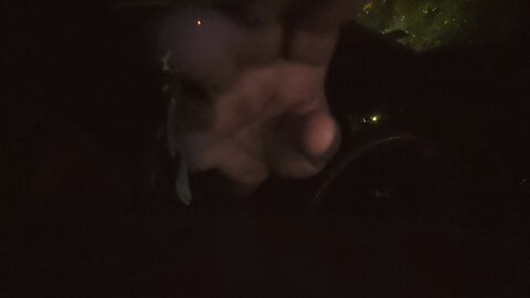 Declaration of Independence