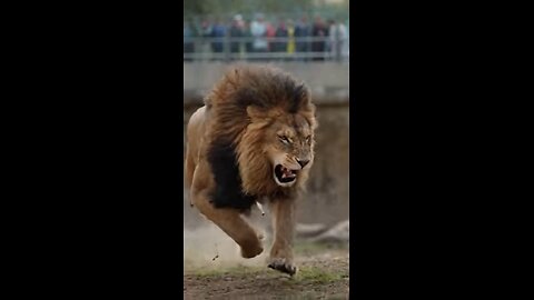 All zoo animals fight each other