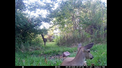 Deer Cam 09 29 2025 Yearling Bedded Bedding In Front Of Game Cam Trail Camera