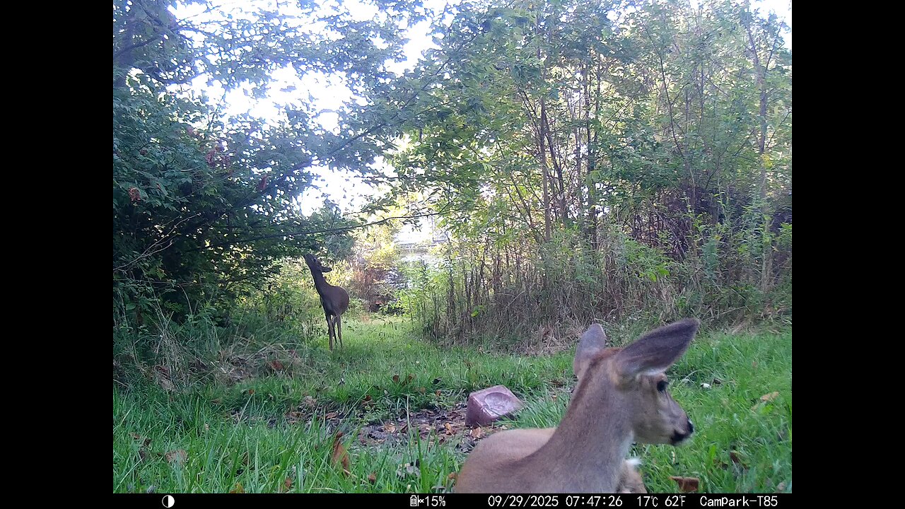 Deer Cam 09 29 2025 Yearling Bedded Bedding In Front Of Game Cam Trail Camera