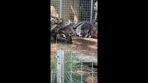 Giant Anteater #giantanteater #anteater #followme #trending #shorts #viral