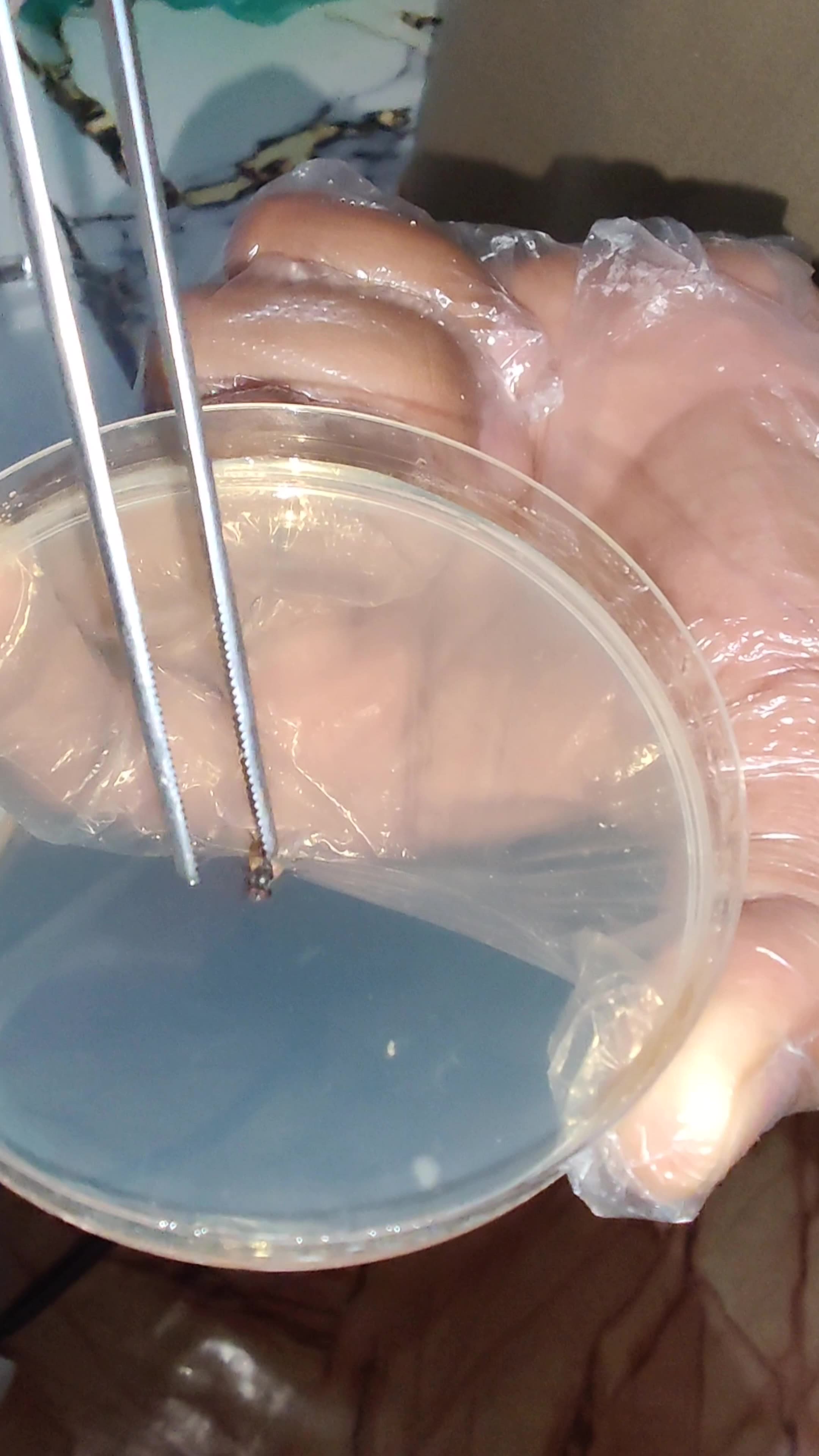 Common Housefly β How Dangerous Is It? | Real Lab Experiment