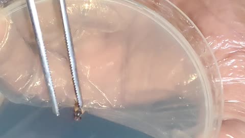 Common Housefly — How Dangerous Is It? | Real Lab Experiment