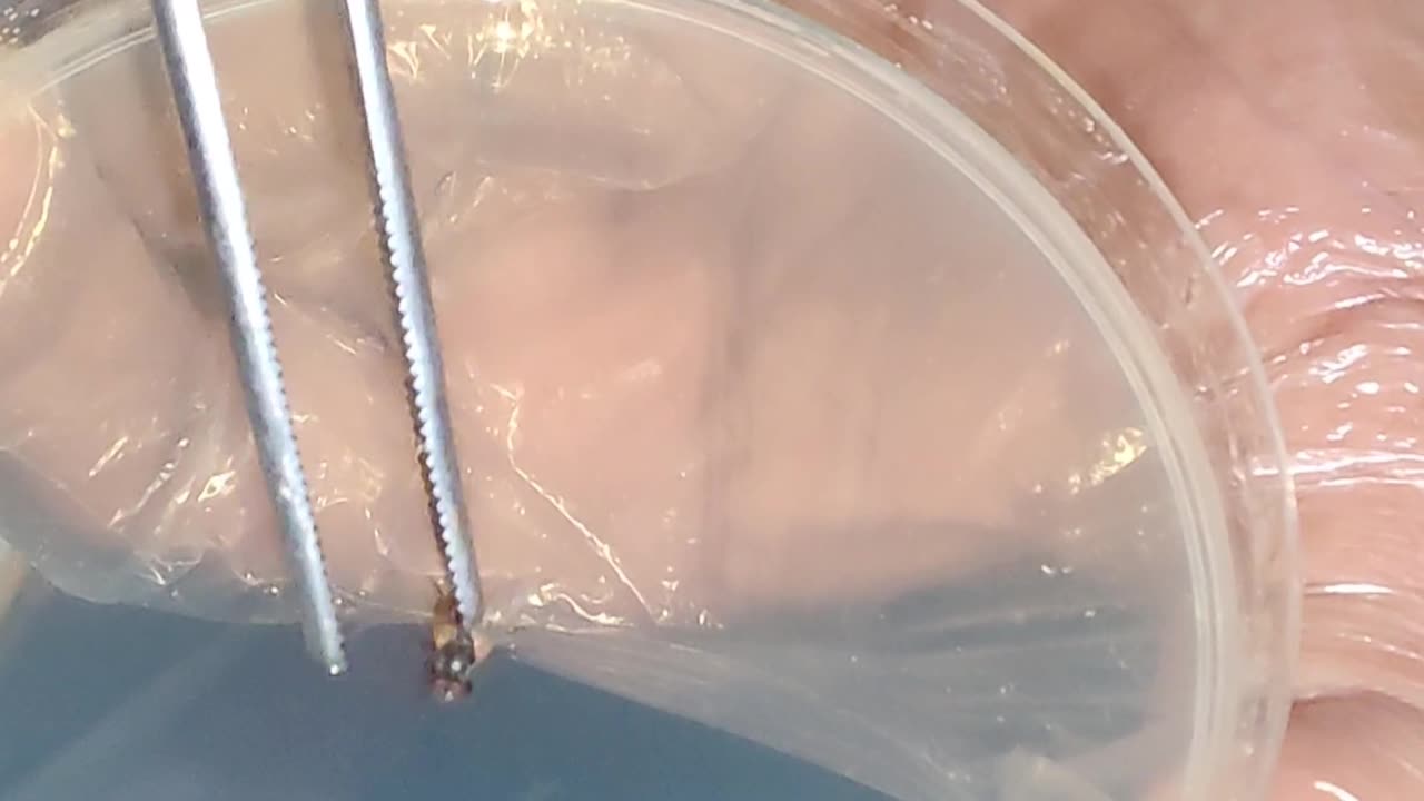 Common Housefly — How Dangerous Is It? | Real Lab Experiment